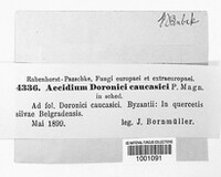 Aecidium doronici image